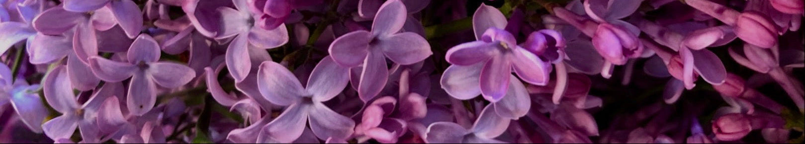 A close-up of dense purple and pink lilac flowers filling the frame, with soft petals and many buds visible.