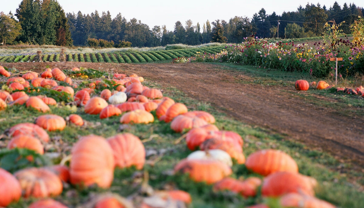 A field of orange and white pumpkins in the foreground, with multicolored dahlias and rows of greenery in the background.